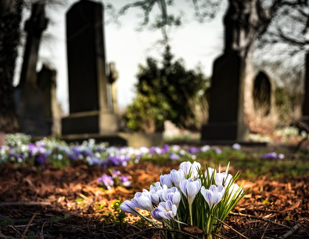 The crocus is viewed by some as a symbol of hope and new life after winter. Image courtesy of Pixabay.