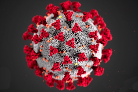 Coronavirus as viewed under an electron microscope.