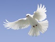 Image of white dove for peace. Photo courtesy iStock.