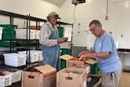 Mike Smith, a volunteer for Society of St. Andrew, sorts tomatoes at the UT Organic Farm