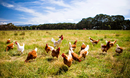 Chickens In A Field - stock photo. A flock of chickens roam freely in a lush green paddock near Clarkefield in Victoria, Australia